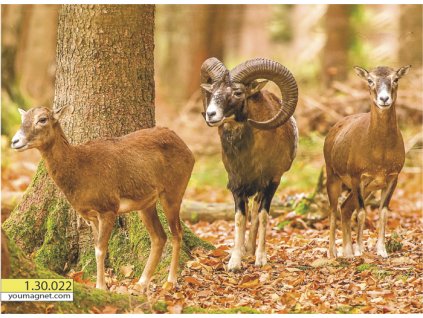 Magnetka Muflon evropský Strážce stáda 1.30.022