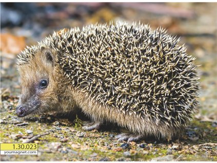 Magnetka Ježek západní Tichý zahradní poutník 1.30.023