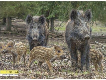 Magnetka Prase divoké Divoká harmonie 1.30.024