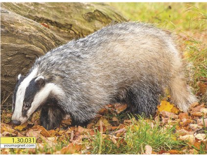 Magnetka Jezevec lesní Noční strážce mechových stezek 1.30.031