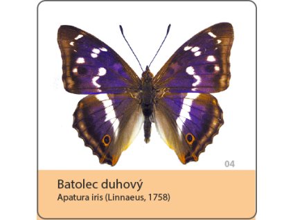 magnetka motyl batolec duhovy