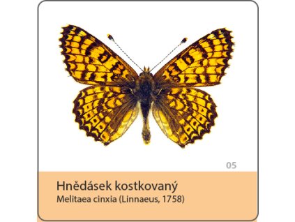 magnetka motyl hnedasek kostkovany