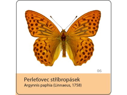 magnetka motyl perletovec stribropasek