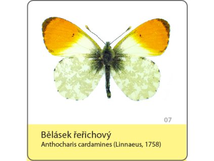 magnetka motyl belasel rerichovy