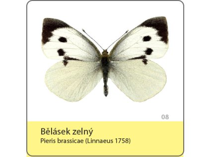 magnetka motyl belasek zelny