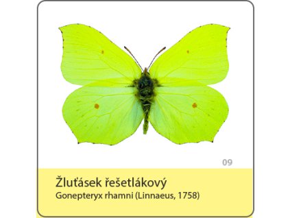 magnetka motyl zlutasek resetlakovy