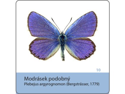 magnetka modrasek podobny