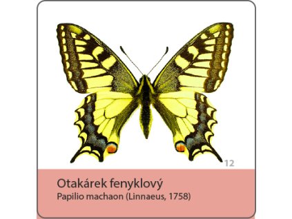 magnetka motyl otakarek fenyklovy