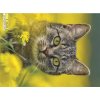 Magnetka Kočka domácí Ve žlutém snu 1.30.013