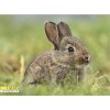Magnetka Králik divoký Malý divoch z polí 1.30.015
