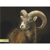 Magnetka Muflon evropský Hrdý postavou 1.30.021