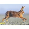 Magnetka Zajíc polní Běžec pod širým nebem 1.30.030