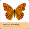 magnetka motyl perletovec stribropasek
