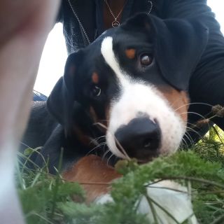Nový člen rodiny 🐾💗😇🐕miláček Dexter.. budoucí hlídač nás i našich 🦄🐱další horský člen rodiny 🏔️ #familydog...
