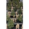 Künstlicher Weihnachtsbaum NORDIC mit LED-Beleuchtung, 60 cm