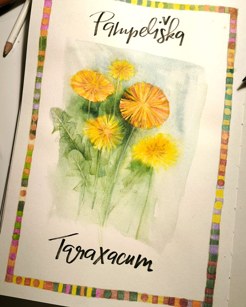 pampelisky-taraxacum