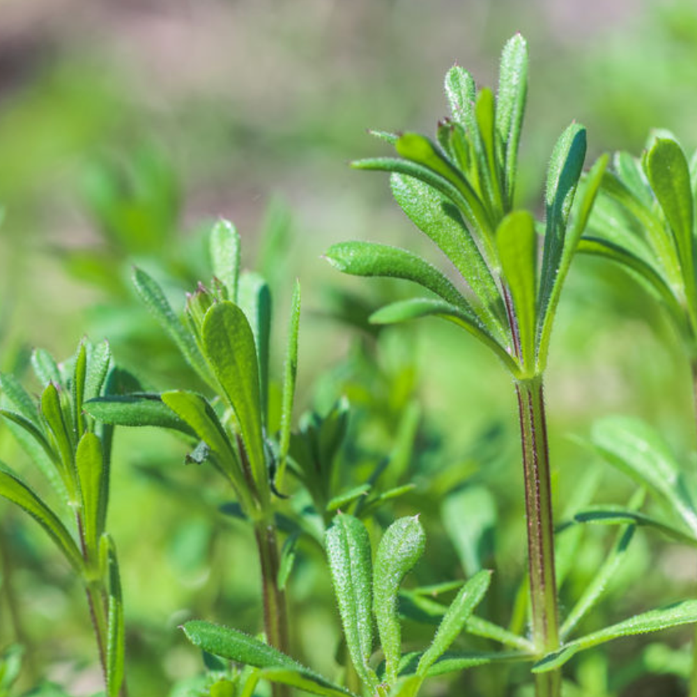 cleavers