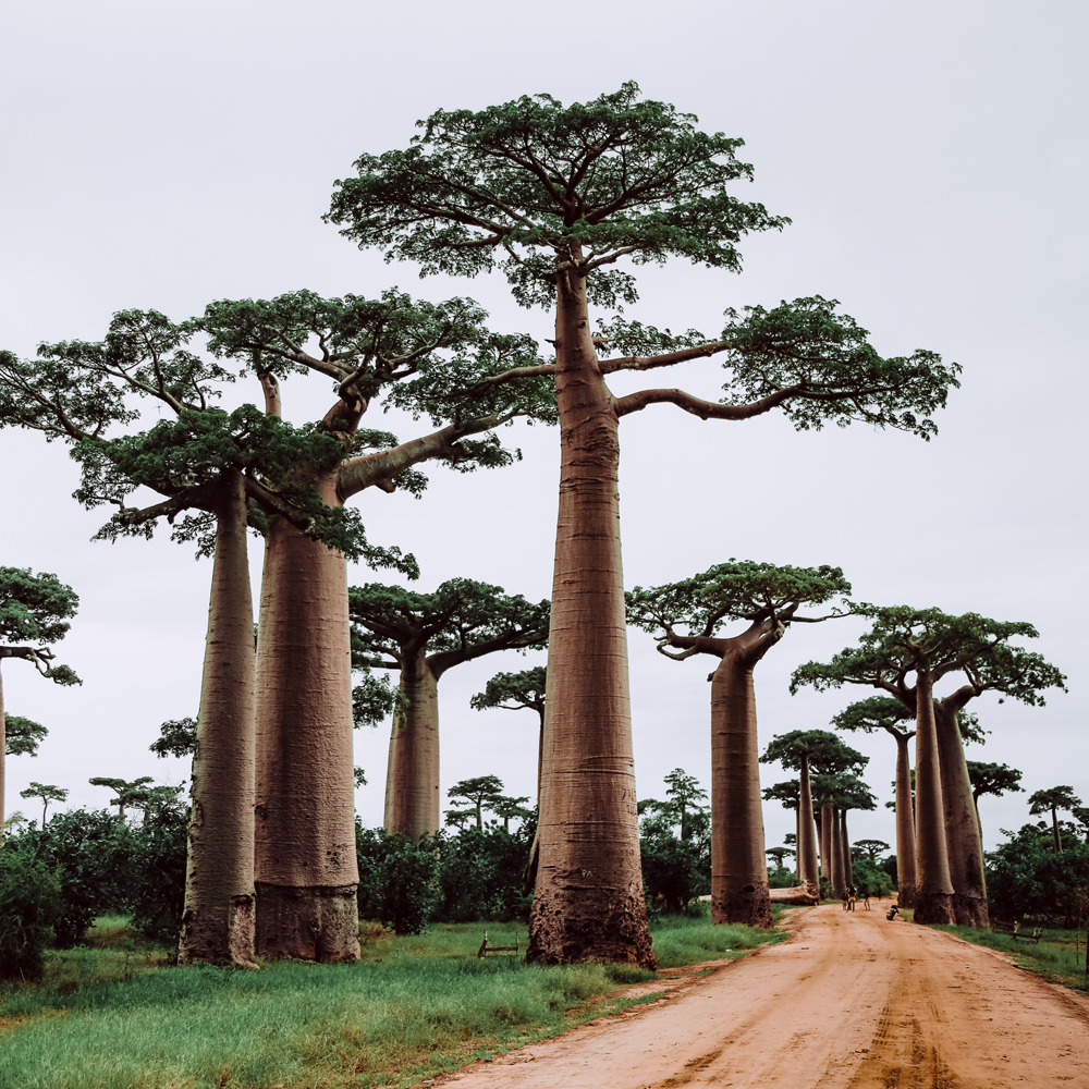 Baobab je často uváděn na trh jako superfruit a je obvykle nabízen jako bohatý zdroj antioxidantů.