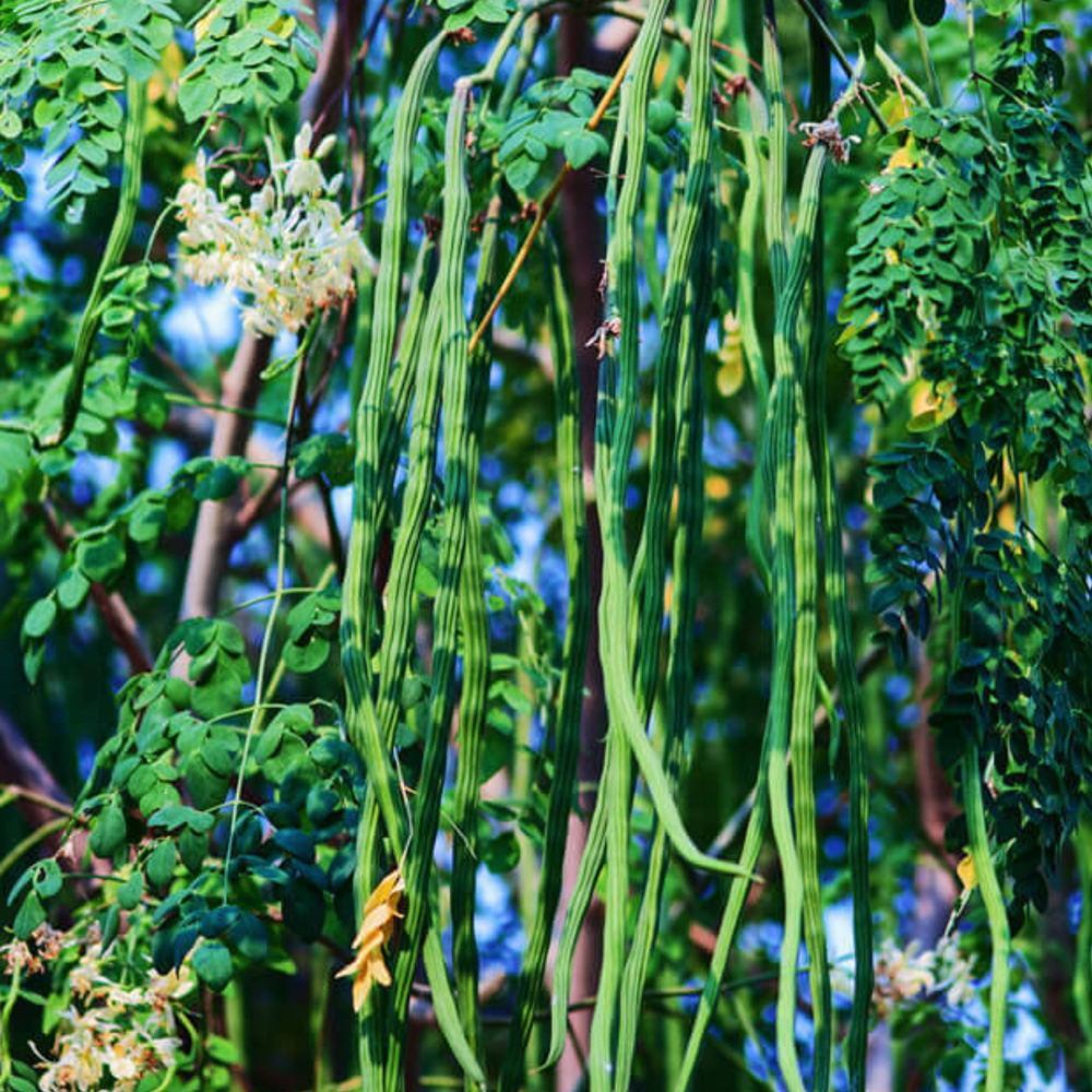 moringa
