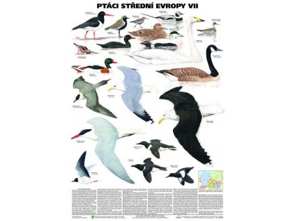 Ptáci střední Evropy VII