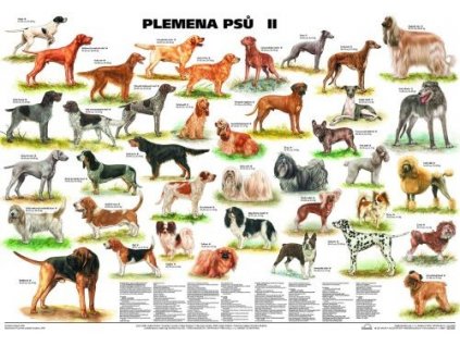 Plemena psů II