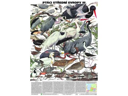Ptáci střední Evropy III