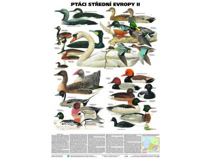 Ptáci střední Evropy II