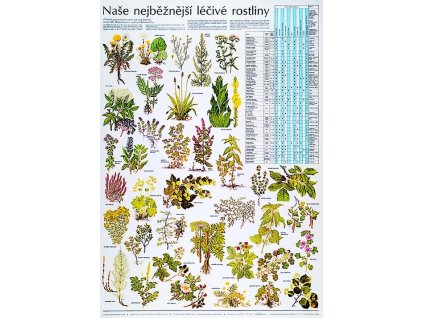 Naše nejběžnější léčivé rostliny