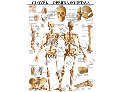 4. opěrná web