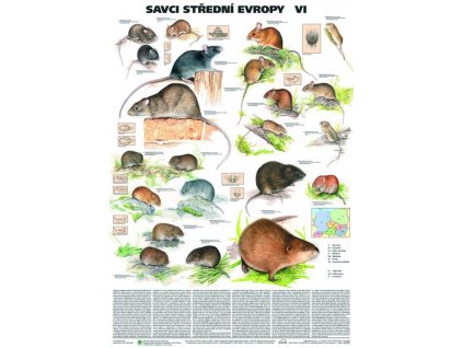 Savci střední Evropy VI