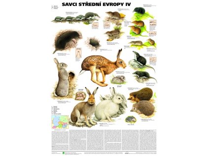 Savci střední Evropy IV