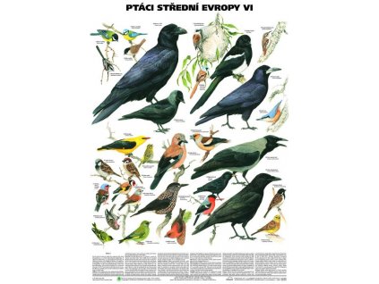 Ptáci střední Evropy VI (Pěvci 2)