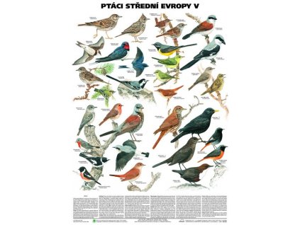 Ptáci střední Evropy V (Pěvci 1)