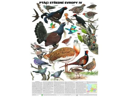 Ptáci střední Evropy IV
