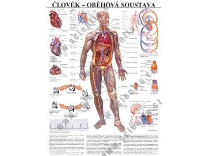 3. oběhová soustava web