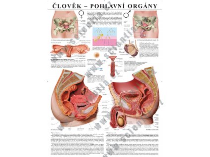 13. pohlavní orgány web