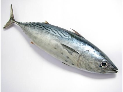 tunak bonito