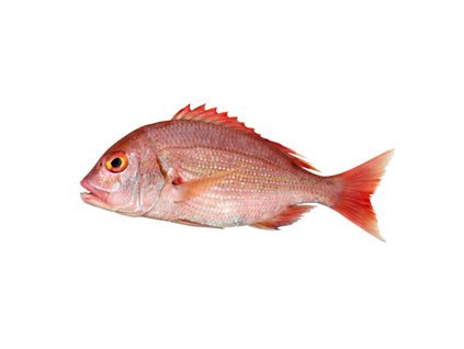 Dorade Rose ganz 300
