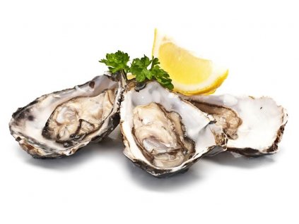oysters