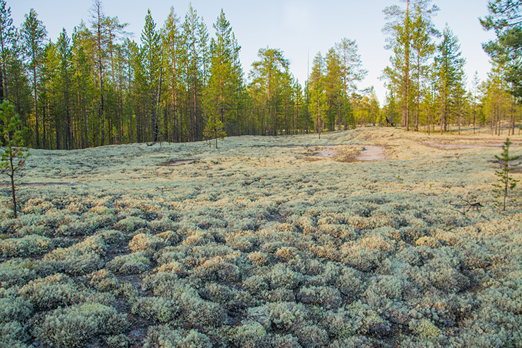 Is Reindeer Moss not a moss?