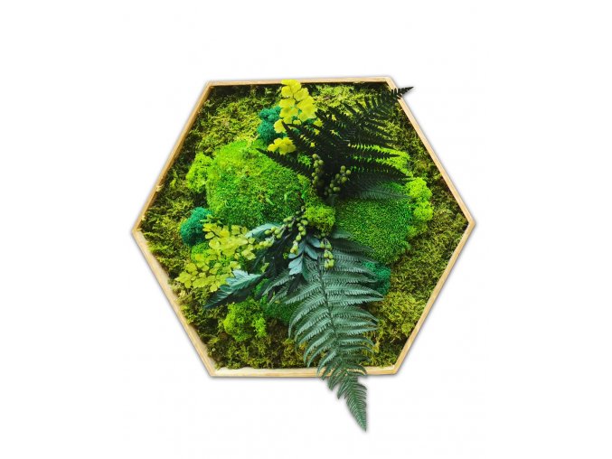 hexagon s machom a papradím