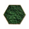 hexagon z tmavozeleného sobieho machu na stenu