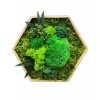 hexagon s machom a papradím