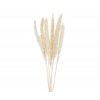 Dekorativní sušené květy Andrea House Phragmites 70 cm, 6 ks 125 g | přírodní