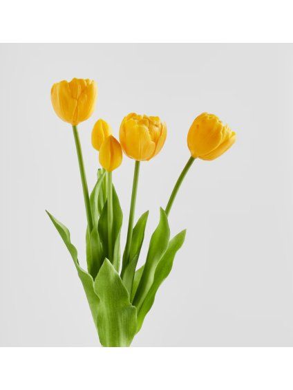 2026 03 17 16 53 21 Plant material No. Creation