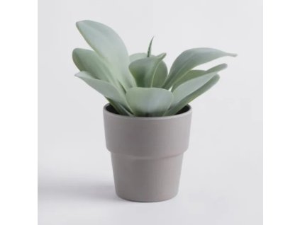 dekorativnyy buket home you 76940 zie h0020 stro sukulio