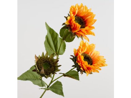 2025 09 16 16 46 33 SAP Logon 750