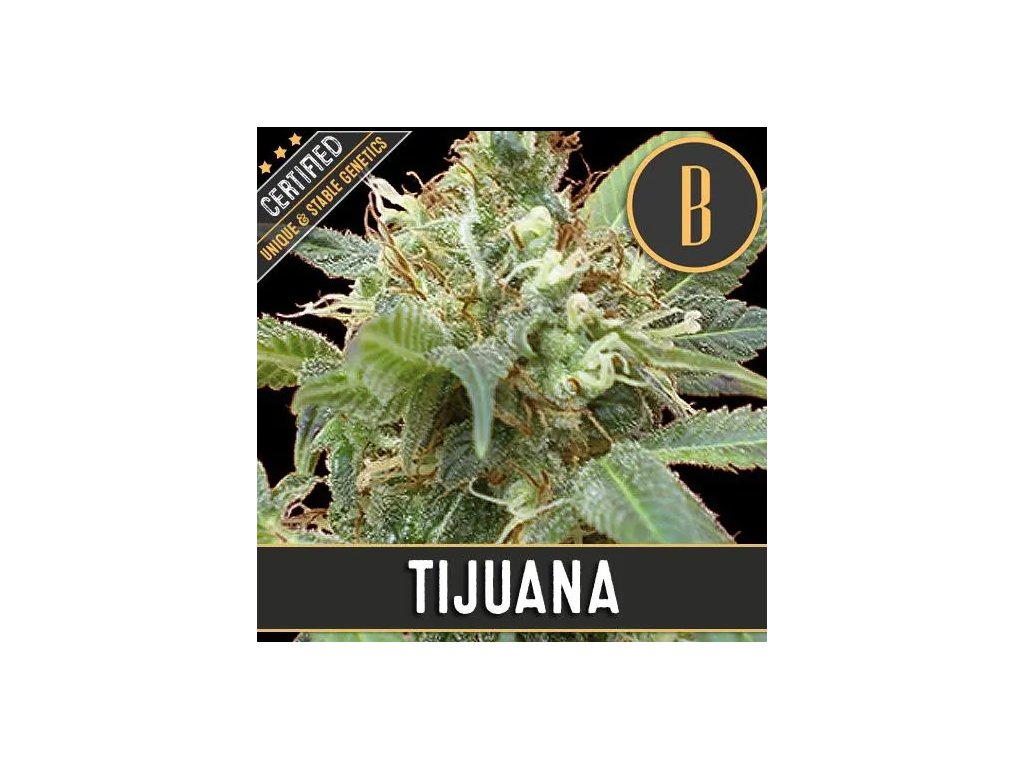 Blimburn Seeds Tijuana, feminizovaná