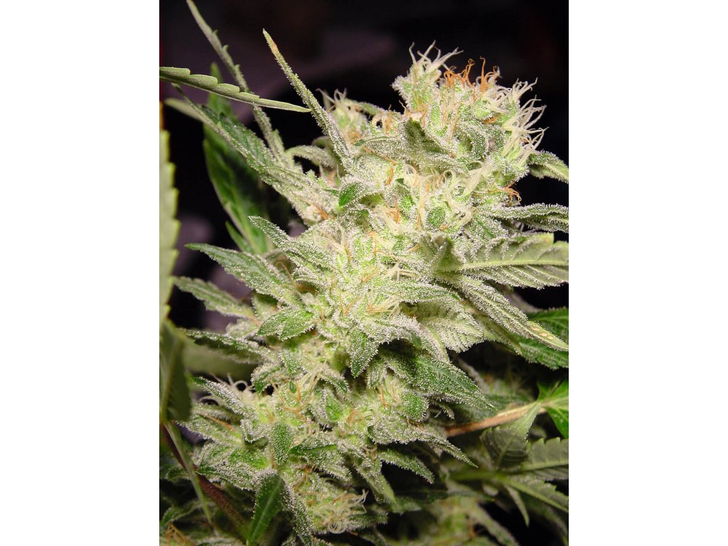 Paradise Seeds Auto Jack feminizovaná autoflowering 