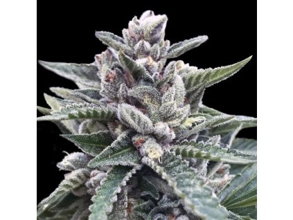DNA Genetics Kosher Sorbet feminizovaná